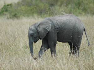 マサイマラ国立保護区　アフリカゾウのお散歩